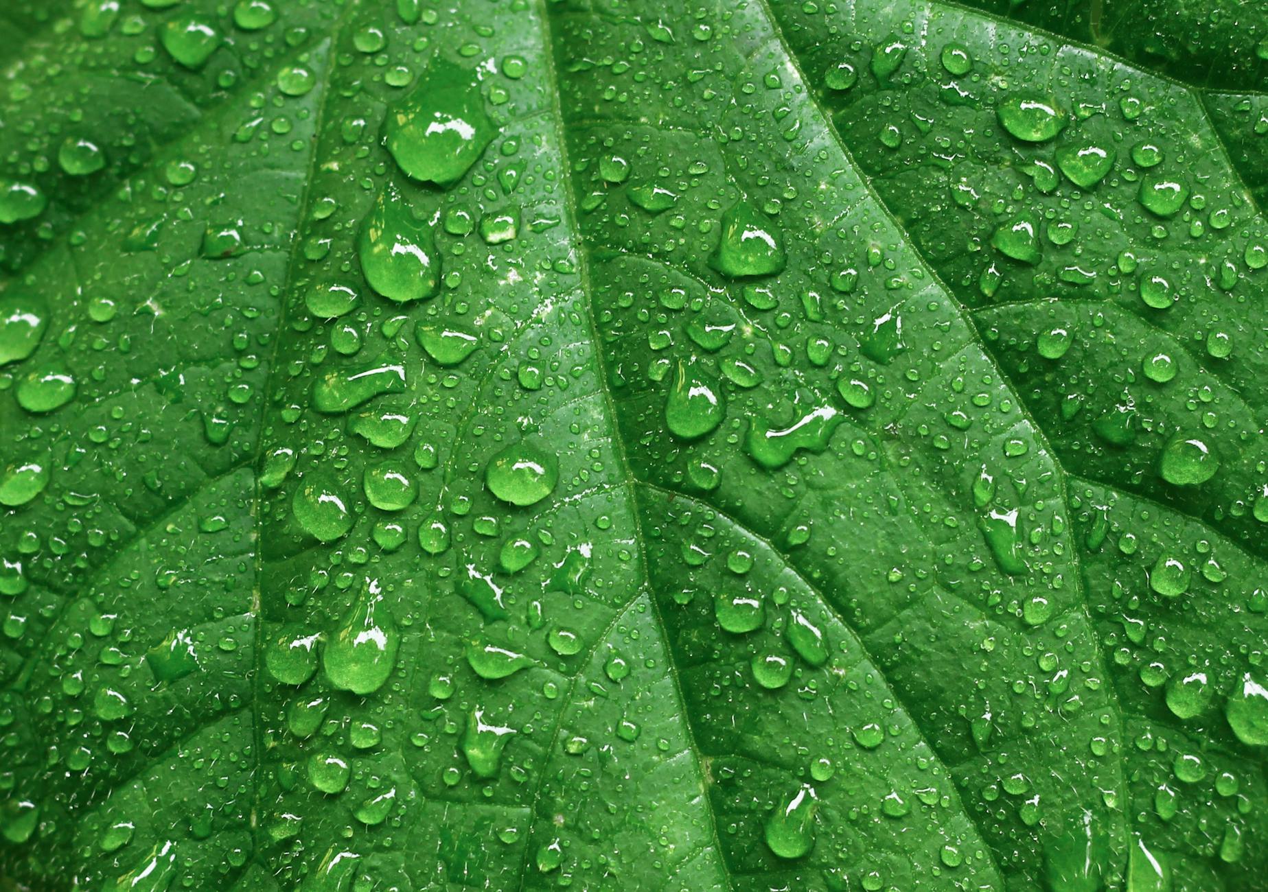 close up of fresh green leaf with water droplets