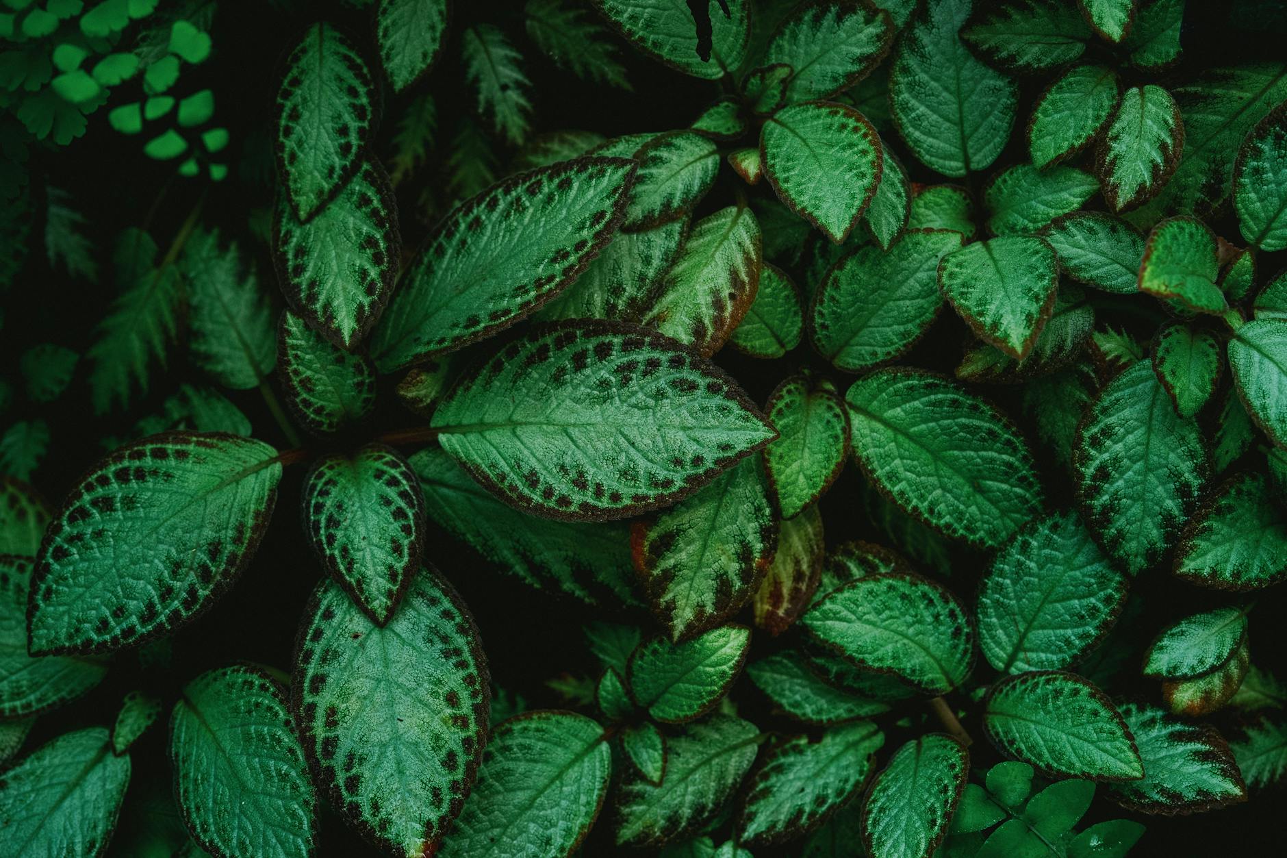 vibrant foliage in tropical rainforest