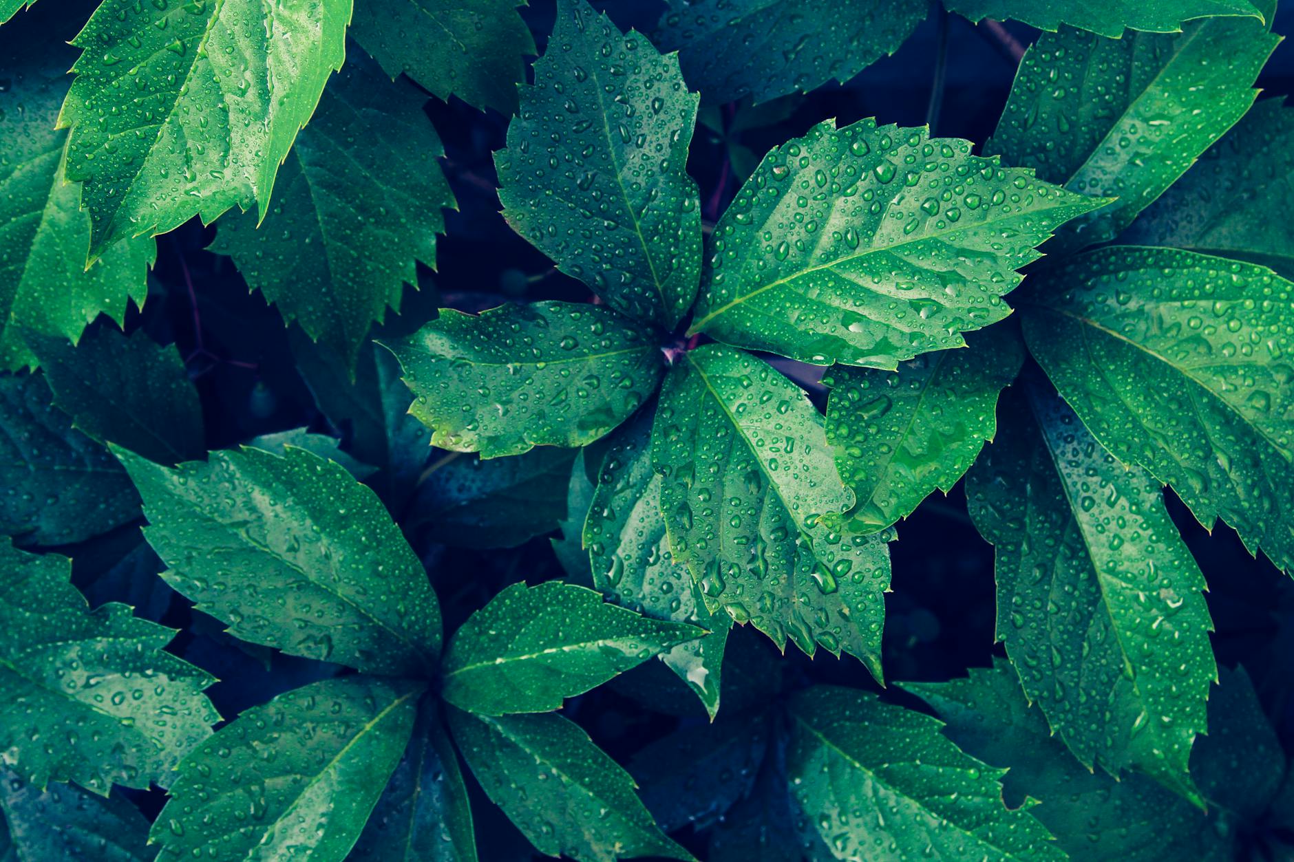 green leaves with raindrops in garden