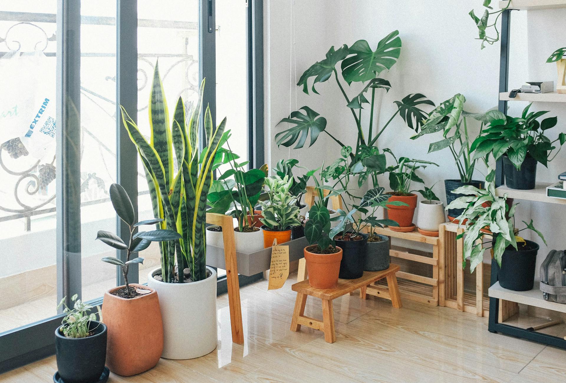 9 indoor plants to love at home