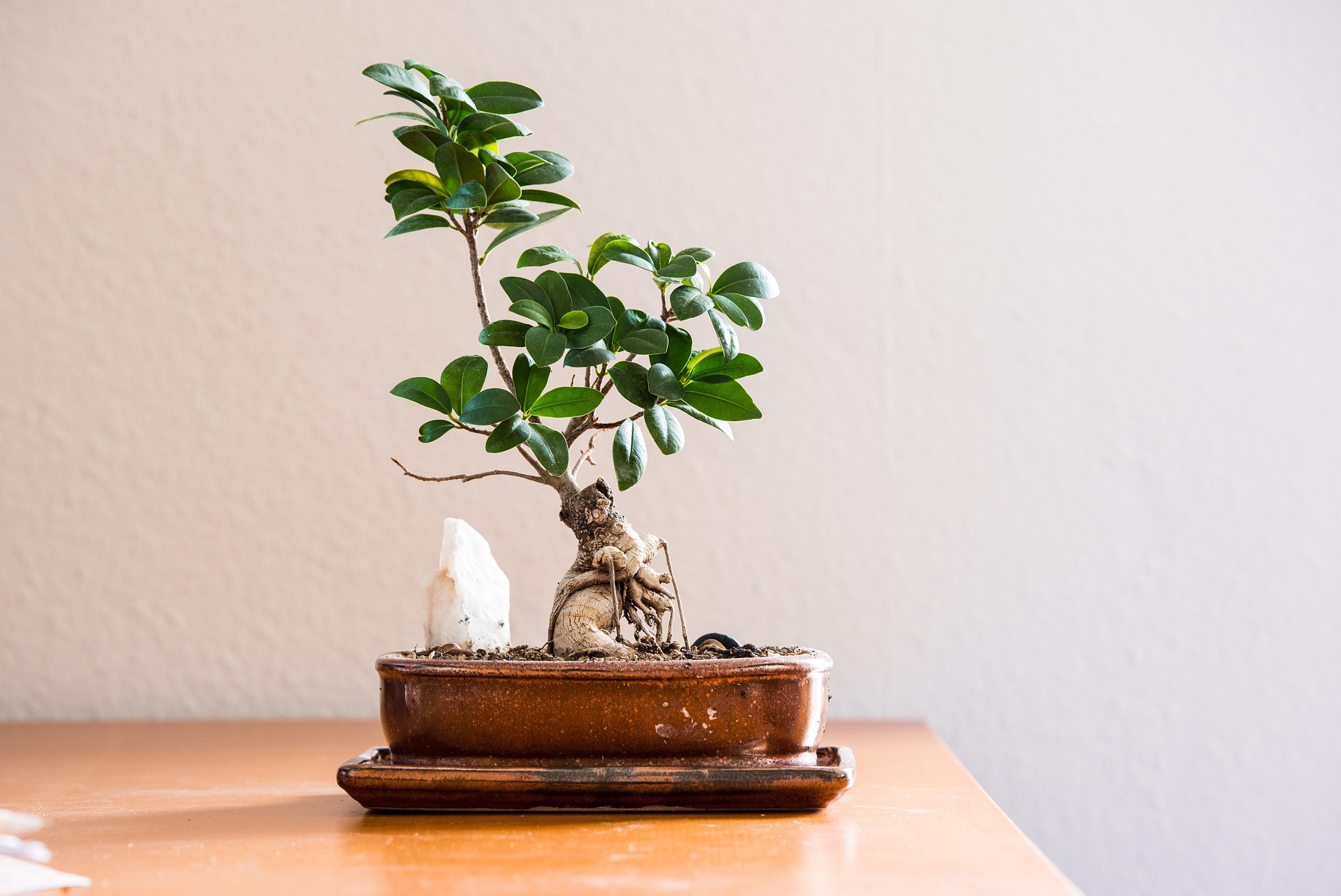 Bring a tree inside: an easy bonsai guide