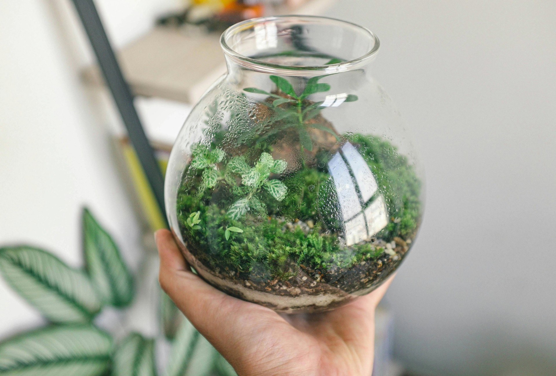 A tiny world in a jar: the magic of terrarium